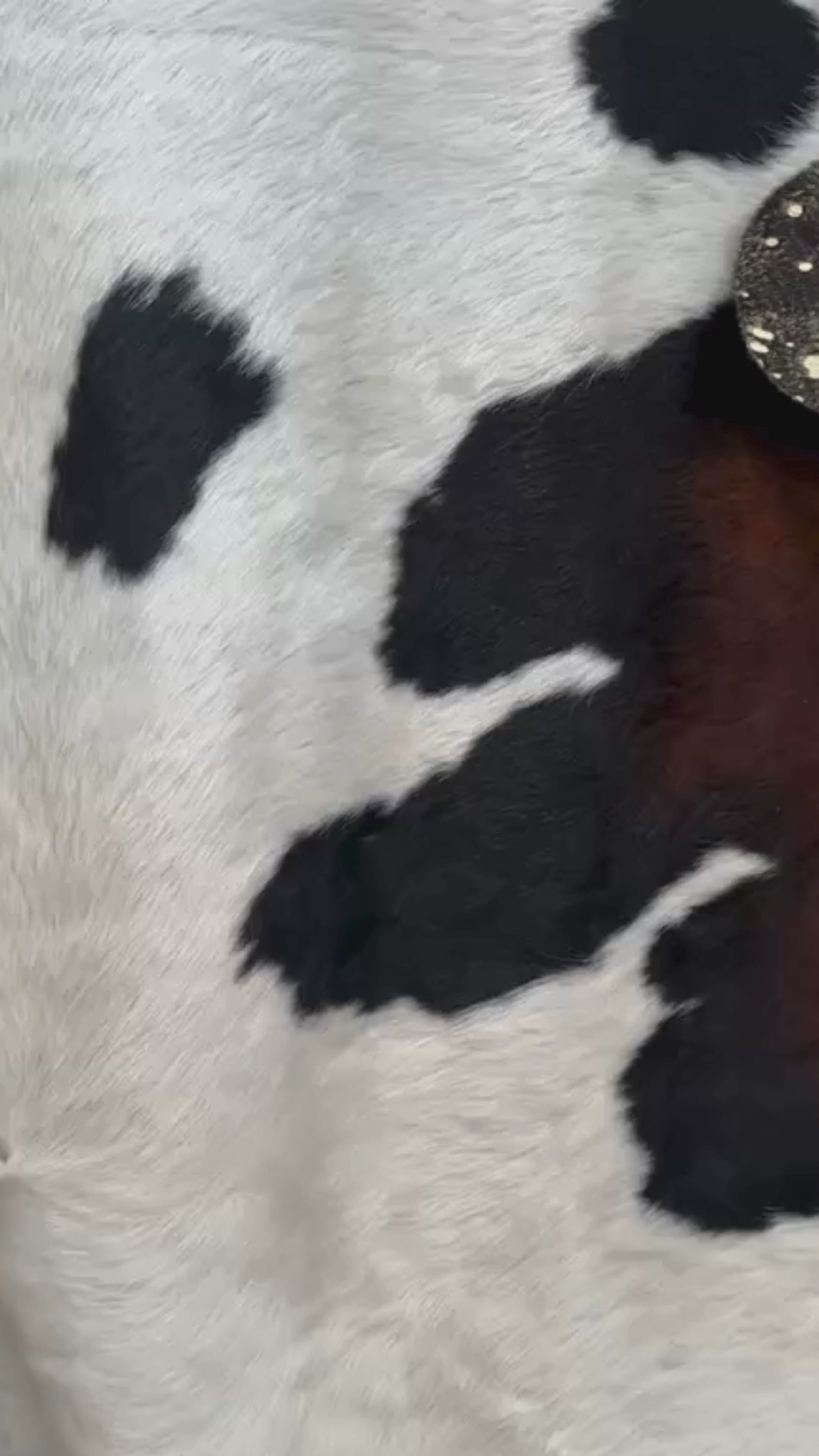 TAPETE PIEL DE VACA AUTÉNTICA HEREFORD 5574